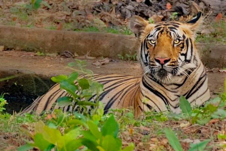 Sundarbans Tiger Reserve reopens