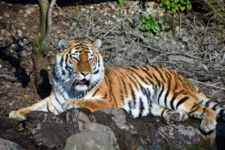 India Tiger Census Guinness Record