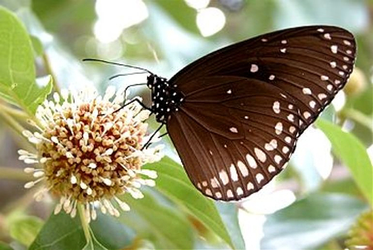 140 species of butterflies