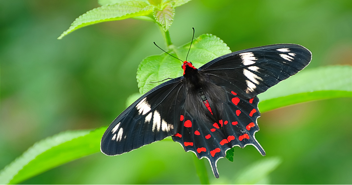 Matheran Records 140 Species of Butterflies;  Twice As Many After 125 Years