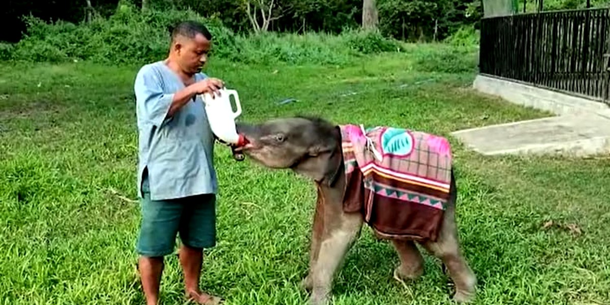 Assam’s Kaziranga Park Provides Heaters & Blankets To Baby Elephants Amid Chilly Winter