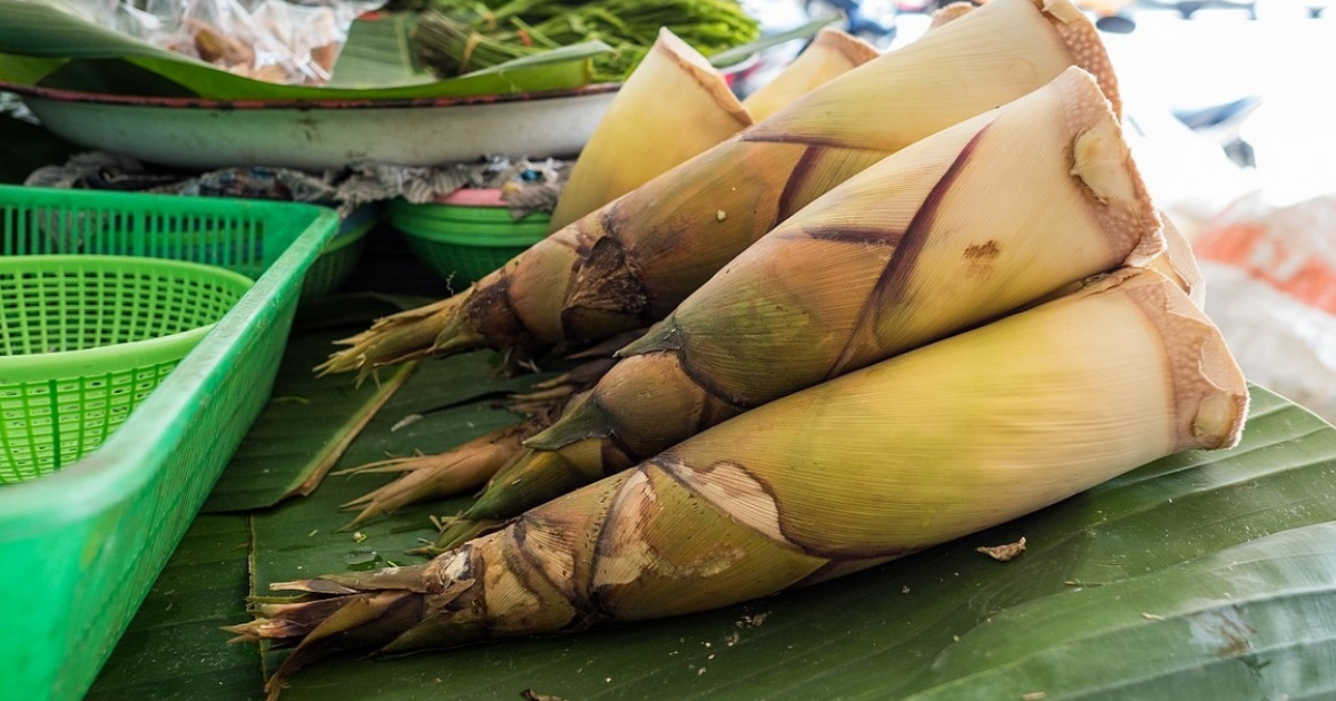 Bamboo Shoot Is A Luscious Delicacy From North East India