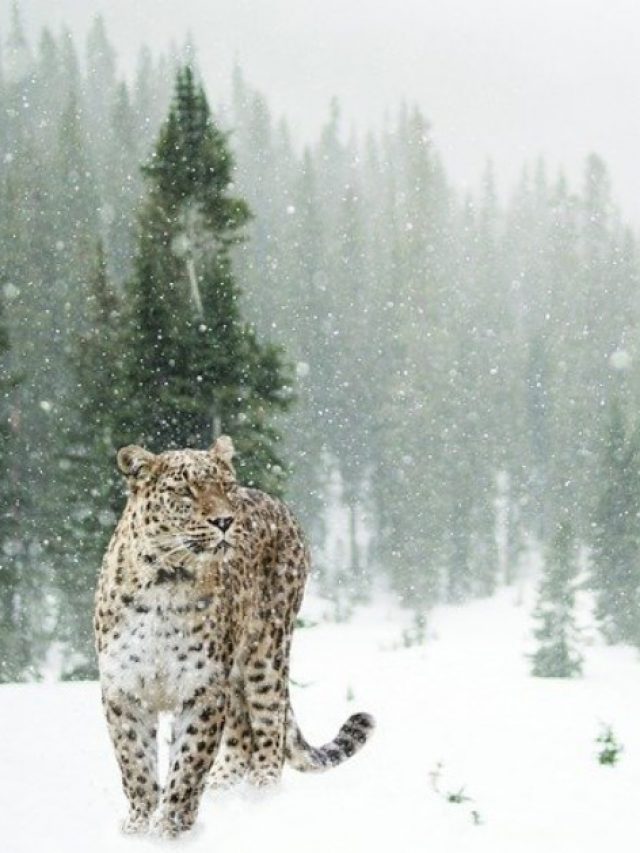 5 National Parks In India To Visit & See The Majestic Snow Leopard