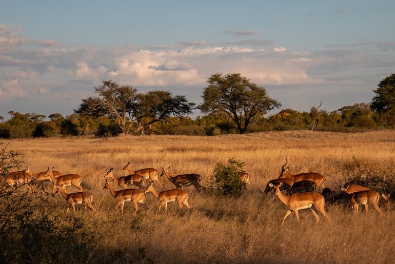 safaris in zimbabwe
