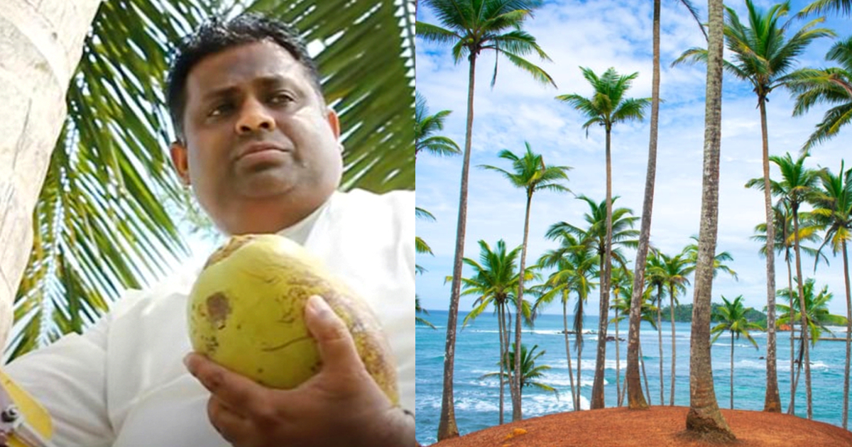 Sri Lanka Faces An Acute Shortage Of Coconuts; Minister Climbs Tree To Draw Awareness