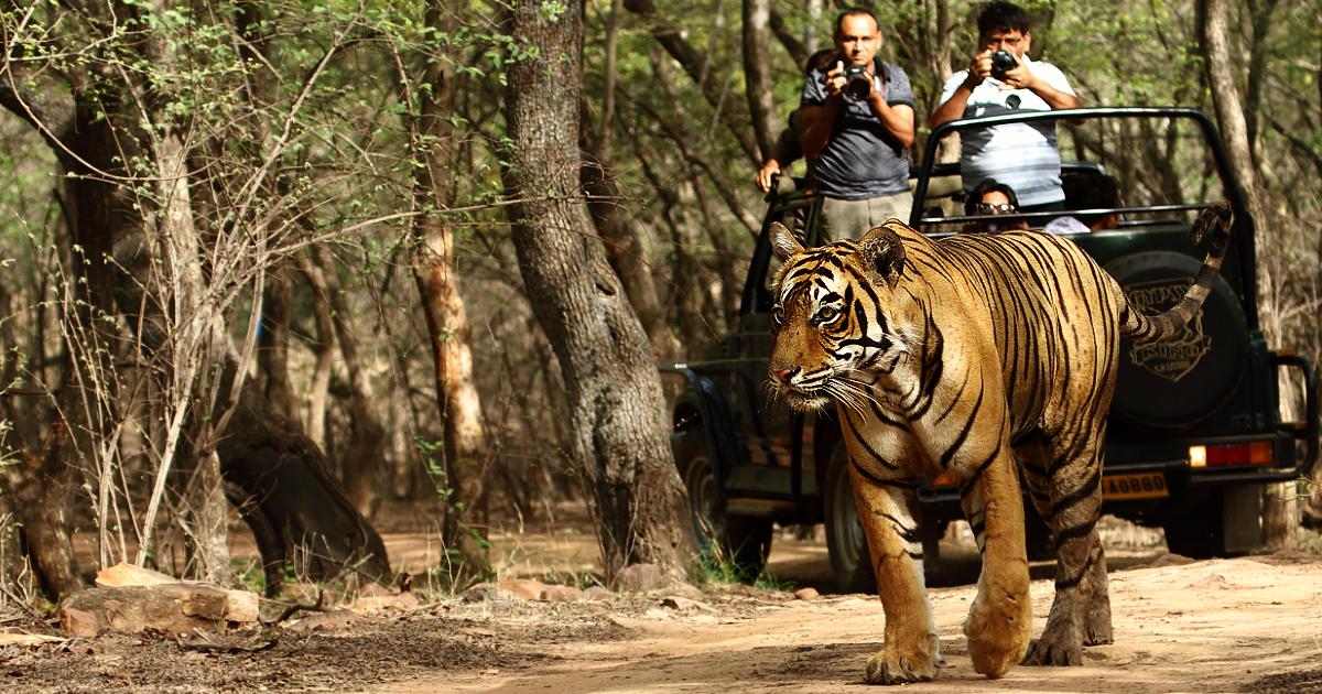 5 Most Instagrammable Wildlife Reserves & National Parks You Can Visit From Delhi