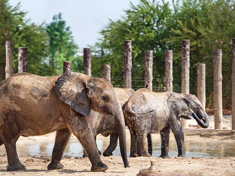 live shows at dubai safari park