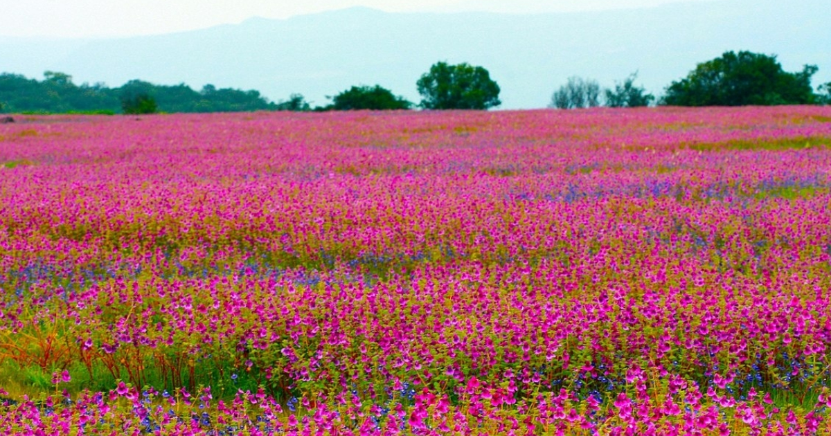 Kaas Plateau In Satara Looks Gorgeous As It Blooms With 350 Varieties Of Flowers
