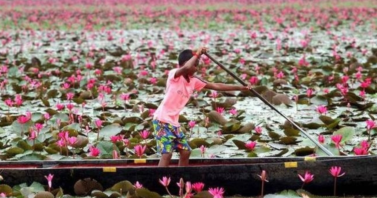 Kerala’s Pink Vista Covering The Backwaters Every Monsoon Goes Online