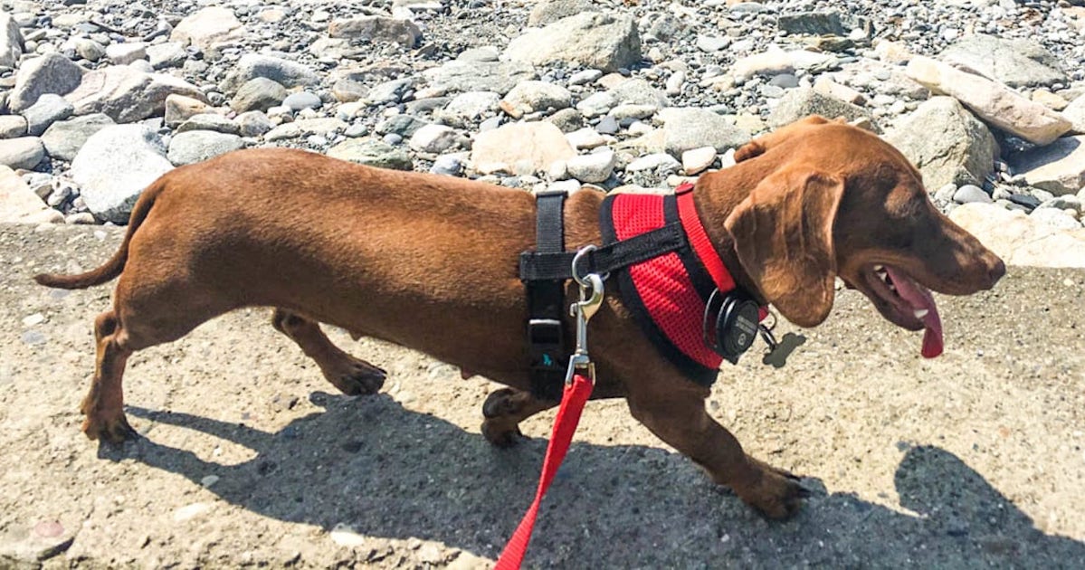 A Tiny Dog Travels 10,000 Miles To Reunite With Her Owners