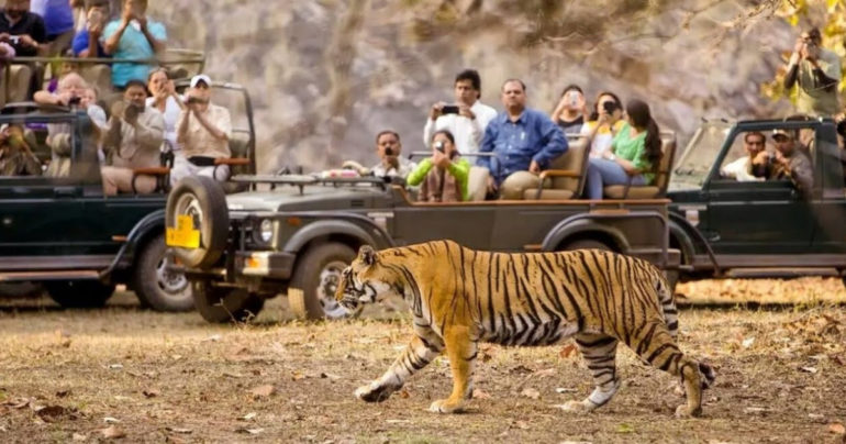 Tadoba Forest Reserve & Okhla Bird Sanctuary To Reopen Soon; Nandi Hills Sees 15,000 In 1st Week Of Opening