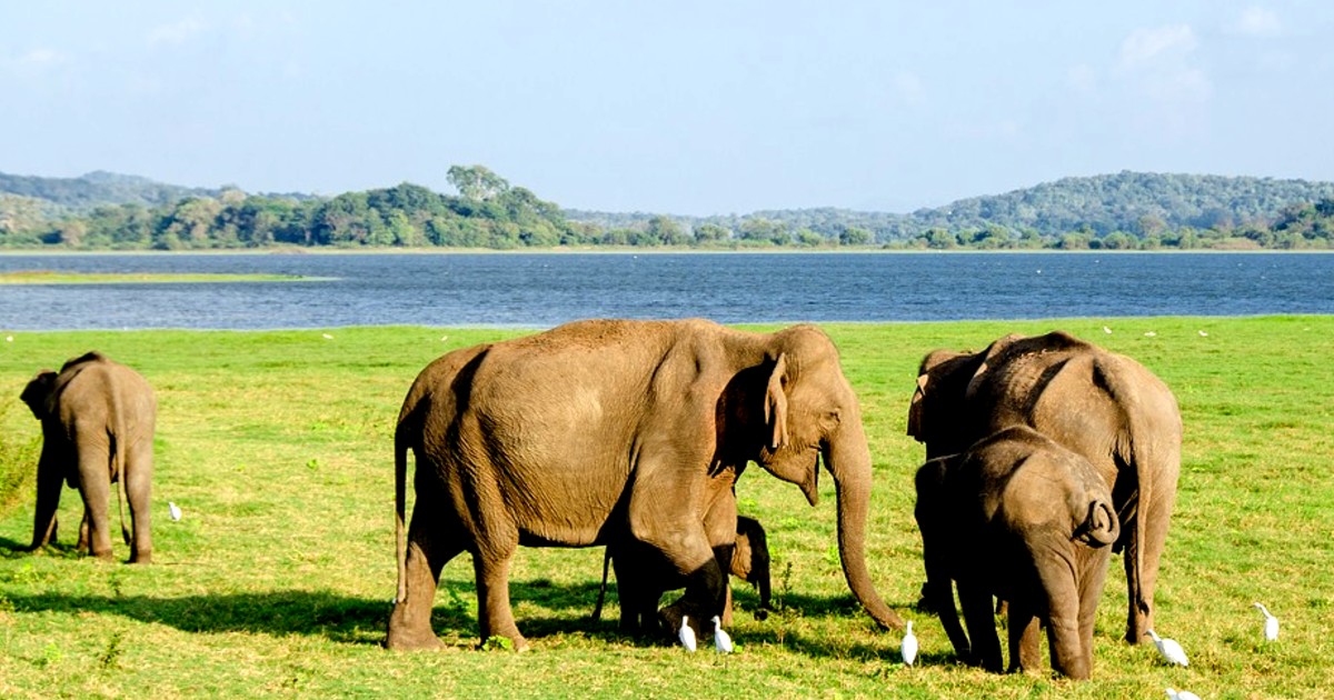 2700 Elephants From Assam, Kerala & Tamil Nadu To Get Aadhar Card To Enable Tracking