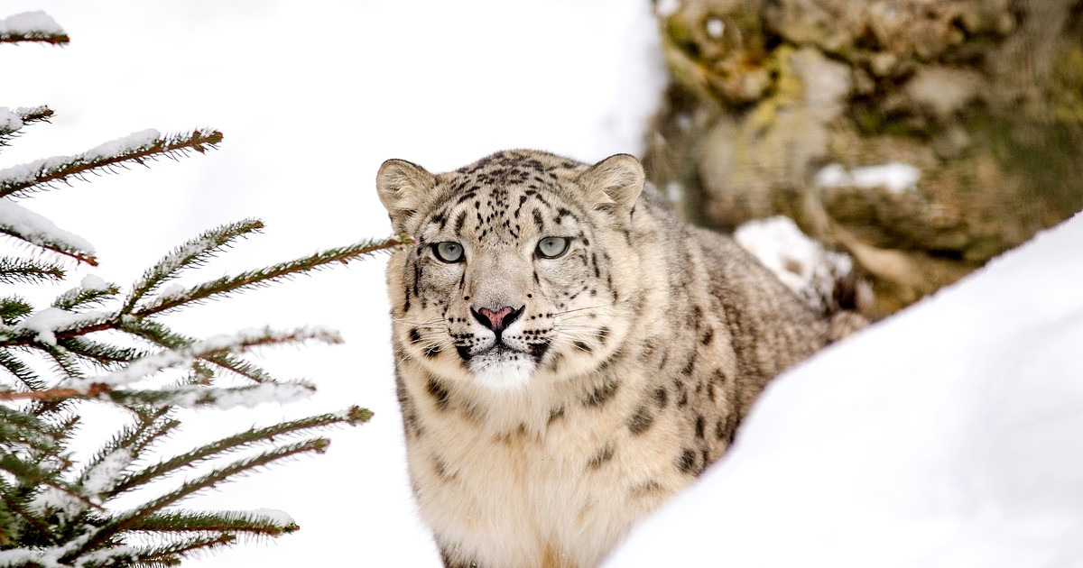 Uttarakhand Builds A Snow Leopard Park To Boost Tourism In State