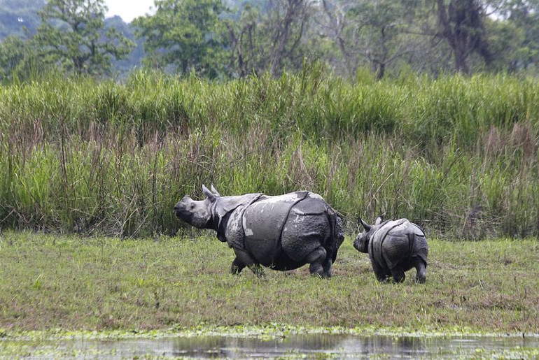 Kaziranga National Park Gets 3000 Hectares Of Additional Land To Enable  Animals To Move Freely