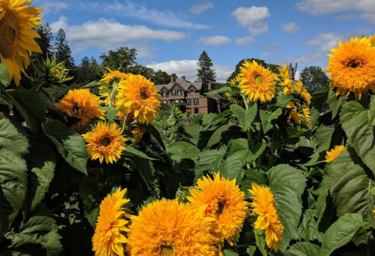 Sunflower Maze Vermont