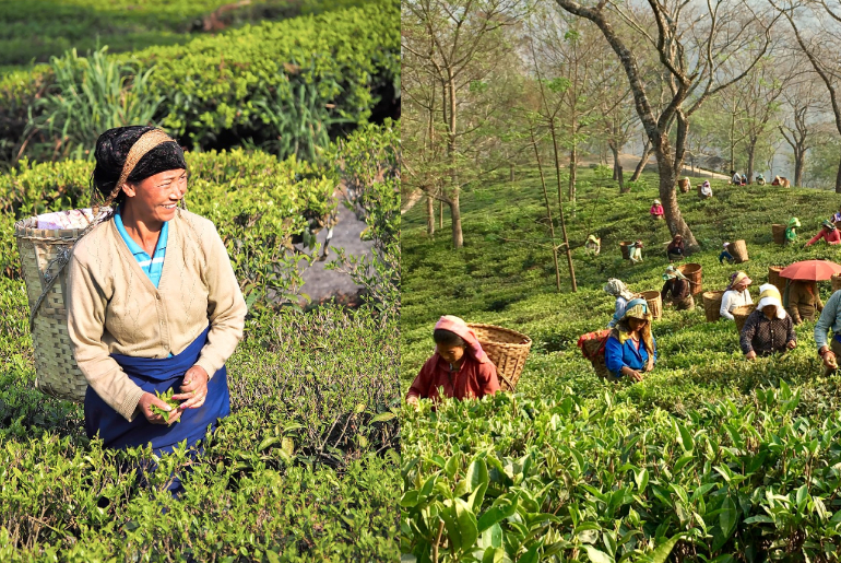 Glenburn Tea Plantation Estate Darjeeling 