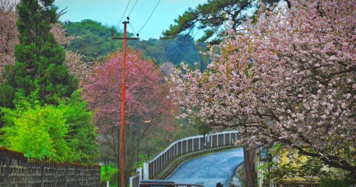 Shillong Turns Pretty And Pink In Countless Cherry Blossoms
