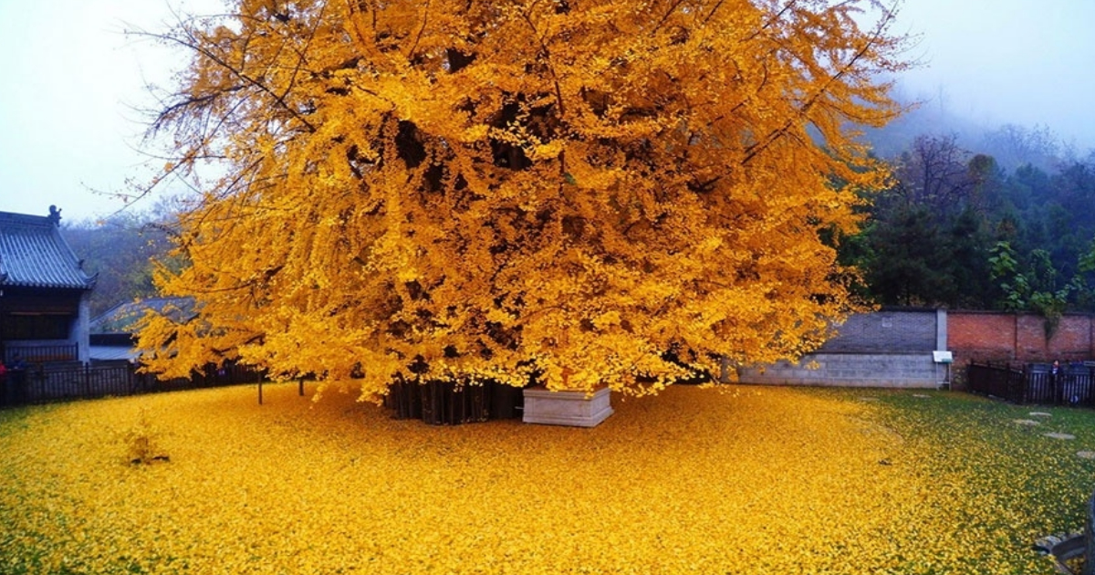 1400-Year Old Gingko Tree In China Sheds Leaves & Creates A Gorgeous Sea Of Gold