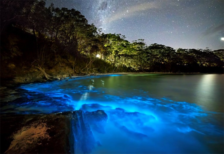 This Glow In The Dark Beach In Maldives Has Sea Of Stars To Swoon You Over Curly Tales