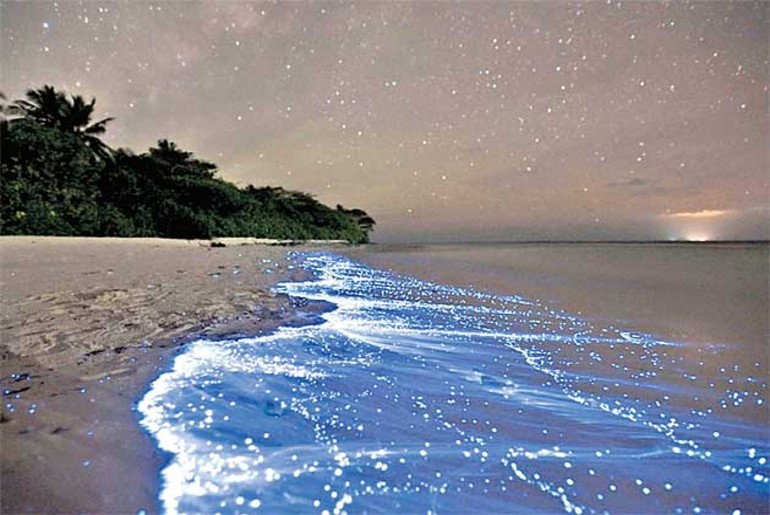 Maldives Beach At Night