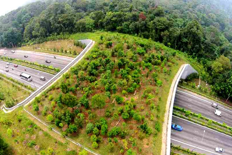 animal bridges