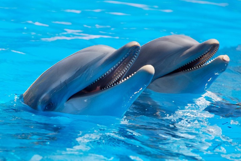 West Bengal to set up India's first dolphin reserve: All you need