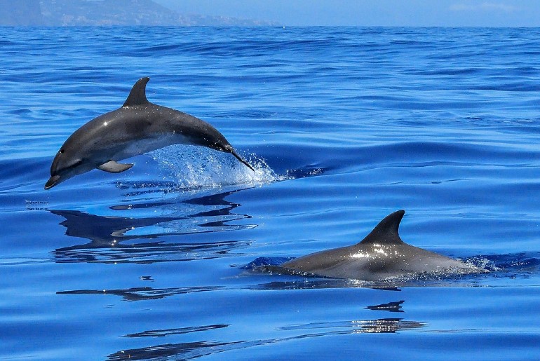 To promote eco-tourism, the Dolphin safari started at 6 places for the  first time in India - India Travel Blog