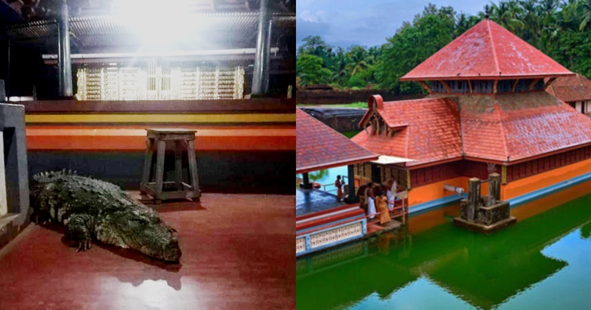 Kerala Temple Visited By ‘Vegetarian’ Crocodile; Leaves After Priest’s Request