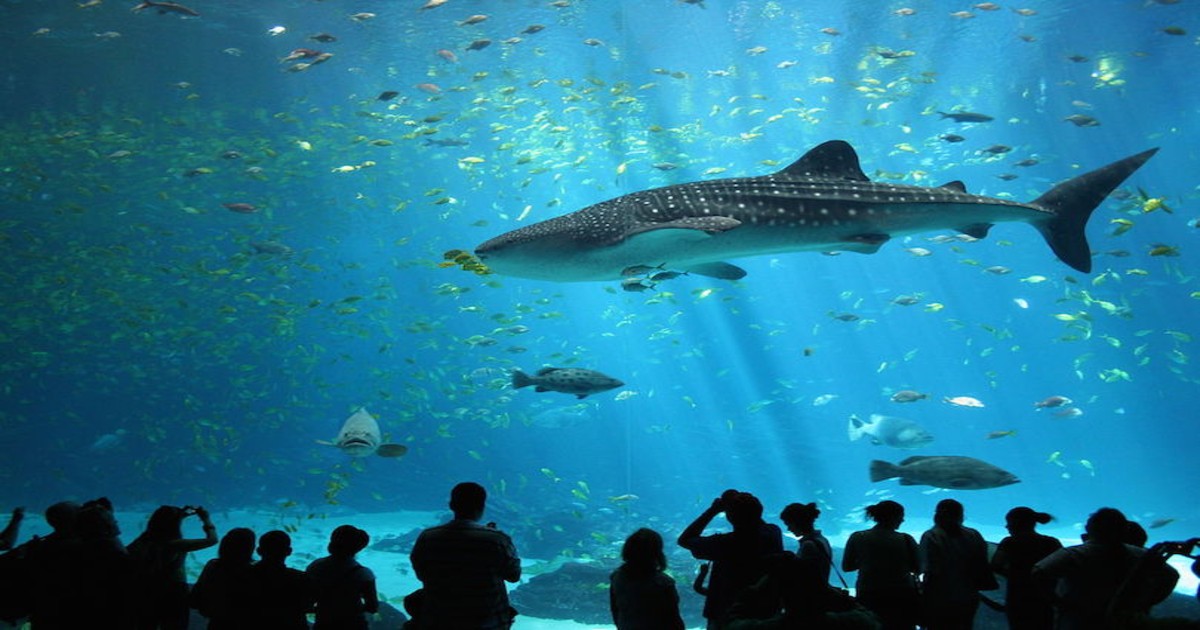 India’s Largest Aquatic Gallery With Shark Tunnels Opens Up In Ahmedabad’s Science City