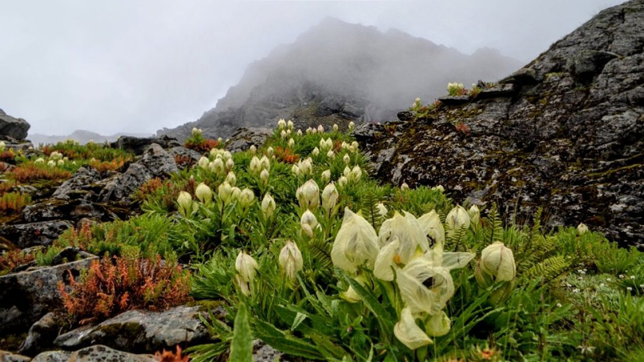 Valley of Flowers tour package from Delhi