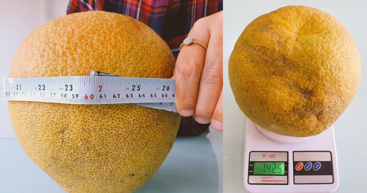 India’s Largest Orange Found In Nagpur; Weighs 1.42 Kg