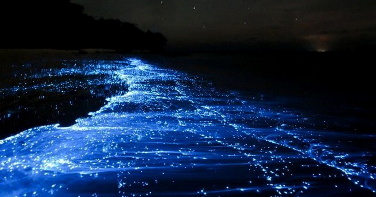 Bioluminescent Glowing Blue Waves Create Breathtaking Sight At Mumbai, Goa  & Mangaluru Coasts
