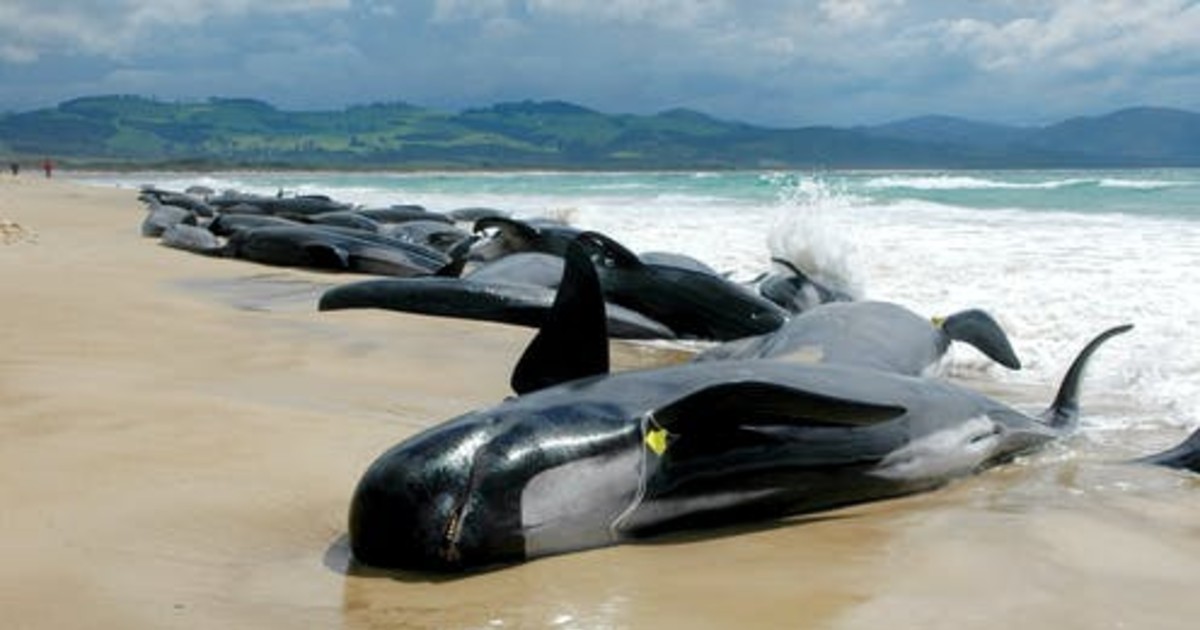 Mass Stranding In New Zealand Kills 100 Whales & Dolphins
