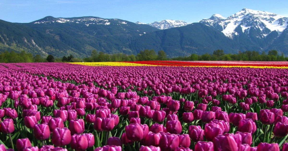 Not Amsterdam, These Stunning Tulip Gardens Are In India