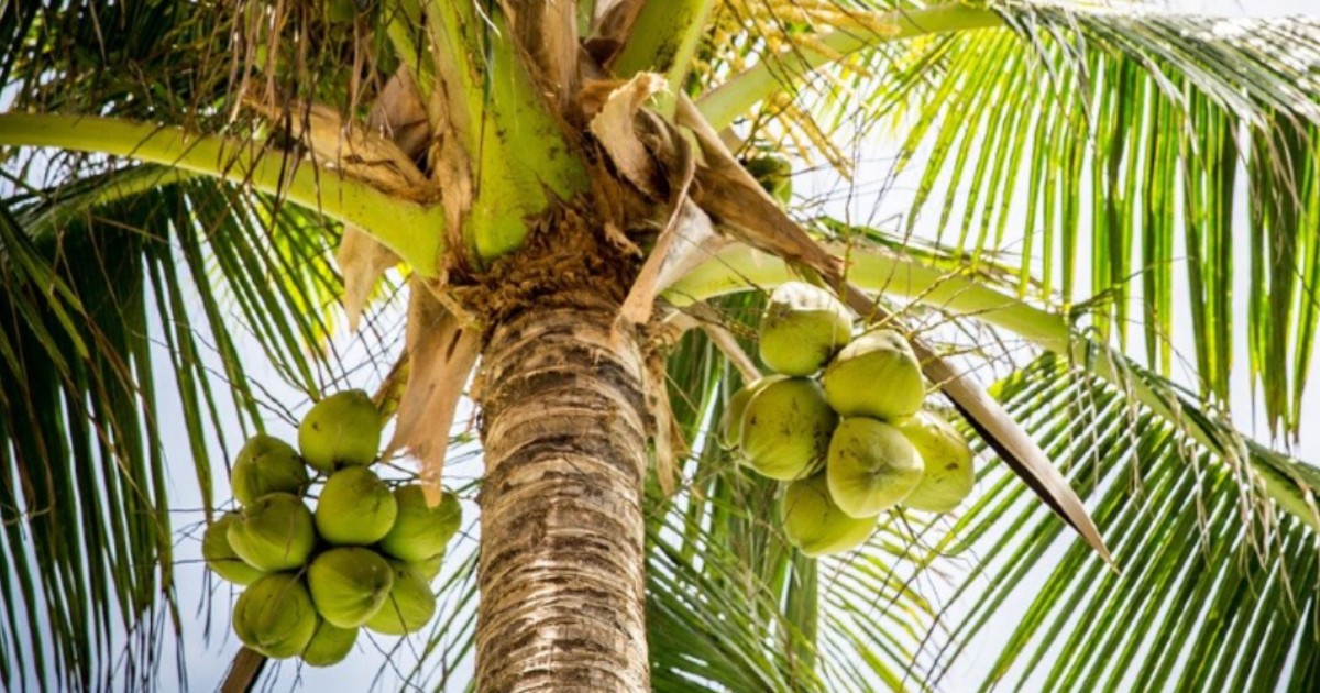 Bali College Accepts Coconuts As Fees From Students Undergoing ...