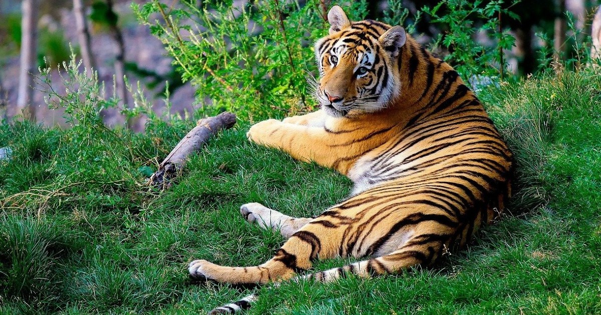 Panna Tiger Reserve In Madhya Pradesh Declared UNESCO Biosphere