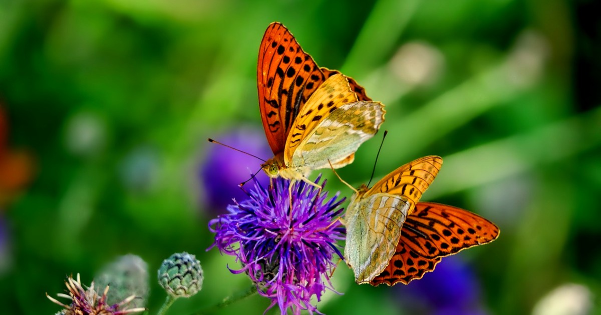 Behold The Sight Of Fluttering Butterflies At Karnataka’s Virtual Butterfly Festival