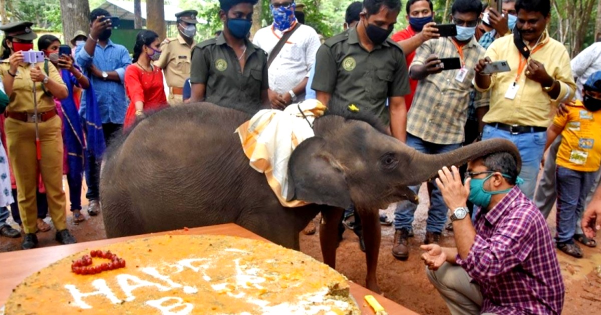 Kerala’s Baby Elephant Sreekutty Celebrates First Birthday In Style With Rice & Ragi Cake