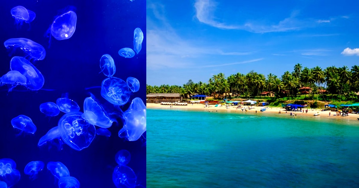 Goa Beaches Continue To Have Jellyfish Swarms; 20 Sting Cases Reported Per Day