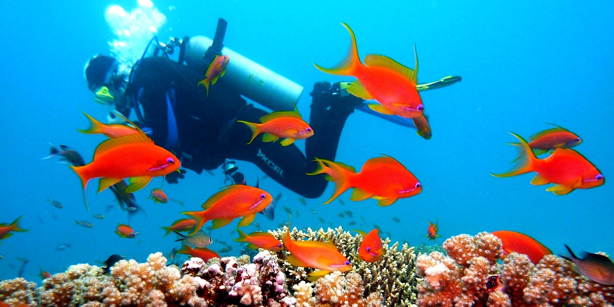 6 Marine National Parks In India That Are A Treasure Trove Of Underwater Life