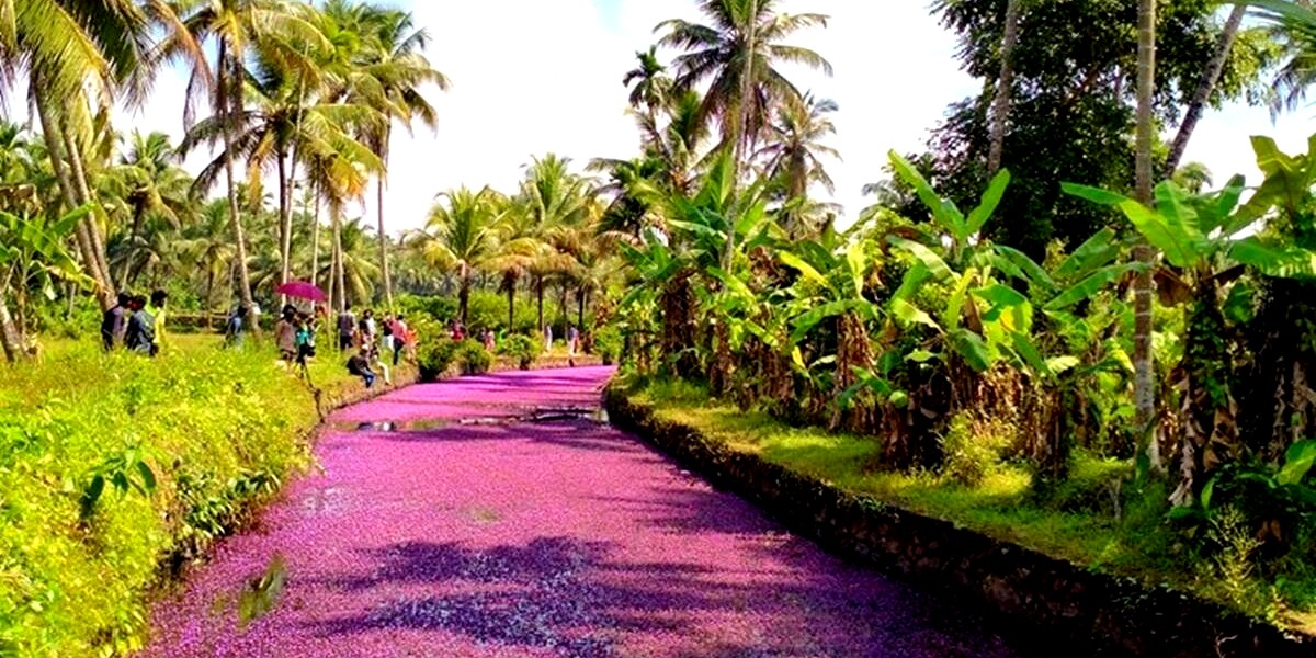 Kozhikode Turns Pink Like Netherlands; Stunning Aquatic Plants Take Over City