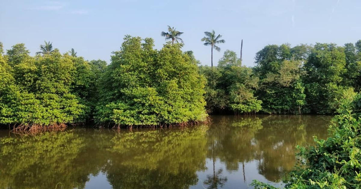 Maharashtra Promotes Mangrove Safaris As Eco Tourism Avenues In The State