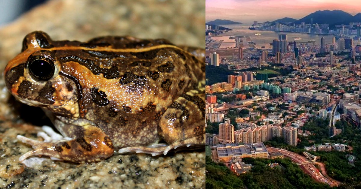 Bengaluru Now Shares Its Name With A New Species Of Frog Discovered In The City