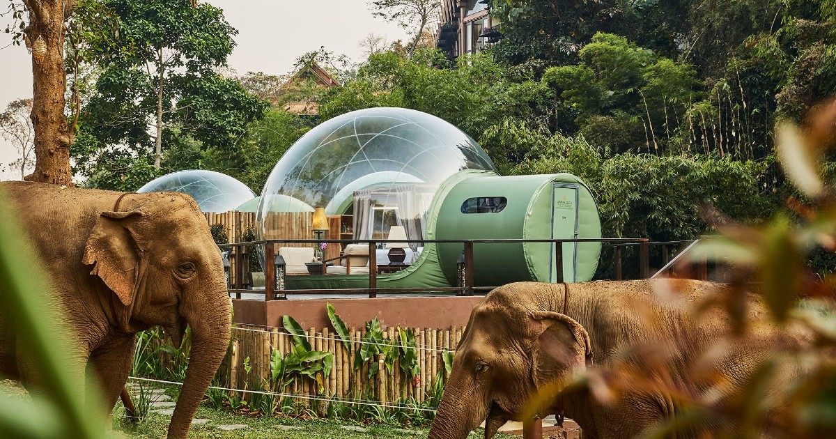 This Jungle Bubble In Thailand Lets You Sleep Under The Stars With Elephants