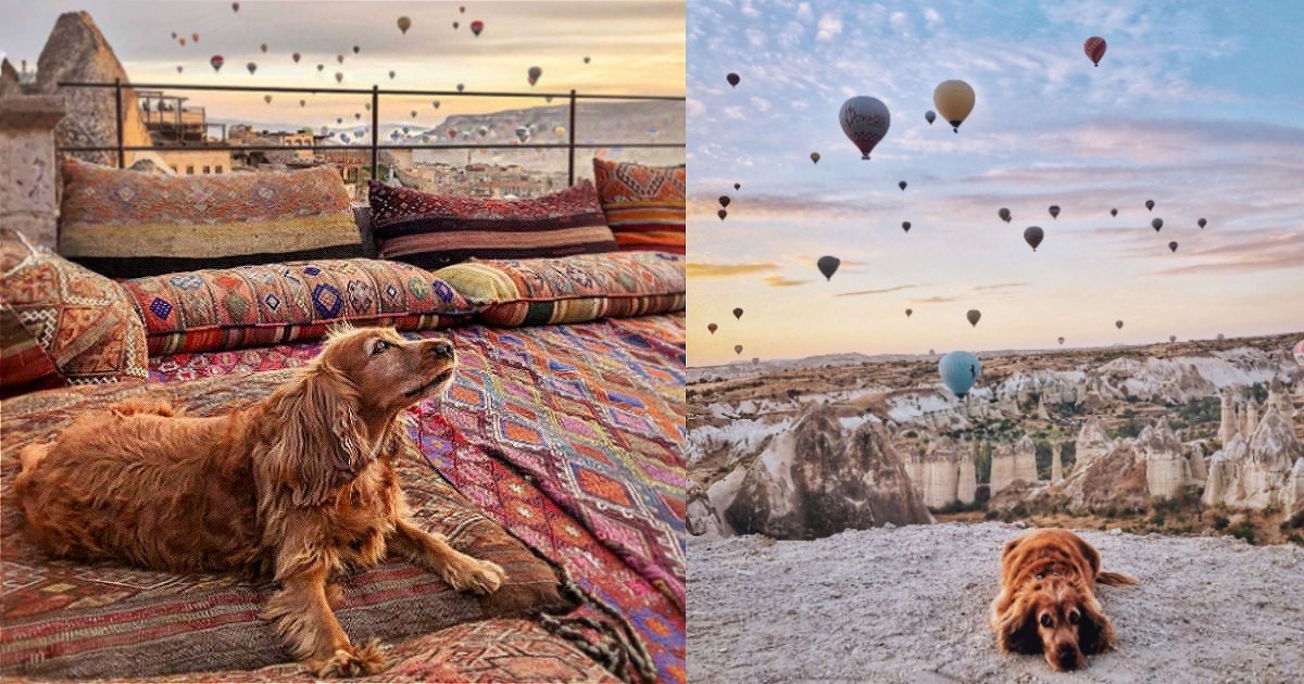 This Dog’s Reaction To The Hot Air Balloons In Turkey Is Going Viral