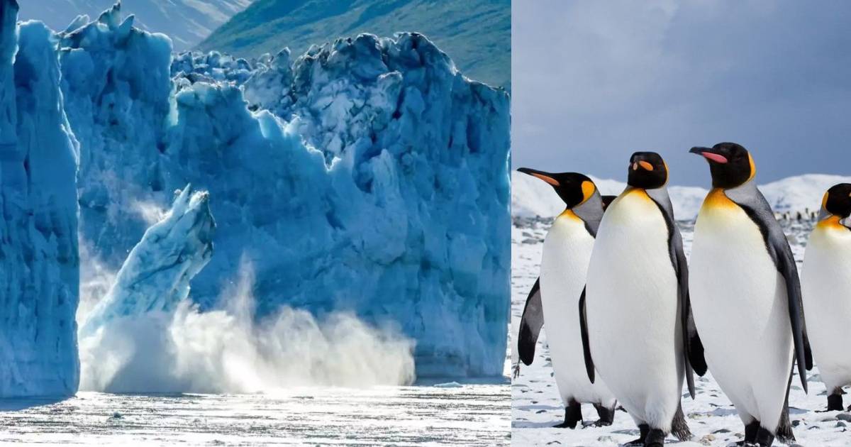 World’s Biggest Iceberg To Soon Collide With Atlantic Island Wiping Out King Penguin Population