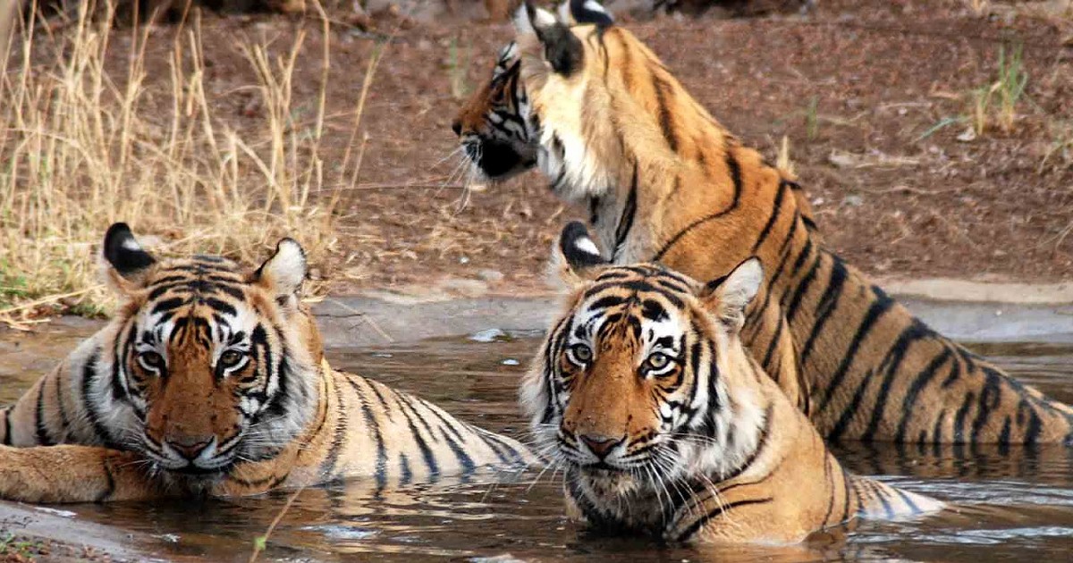 Madhya Pradesh Lost 26 Tigers In 2020