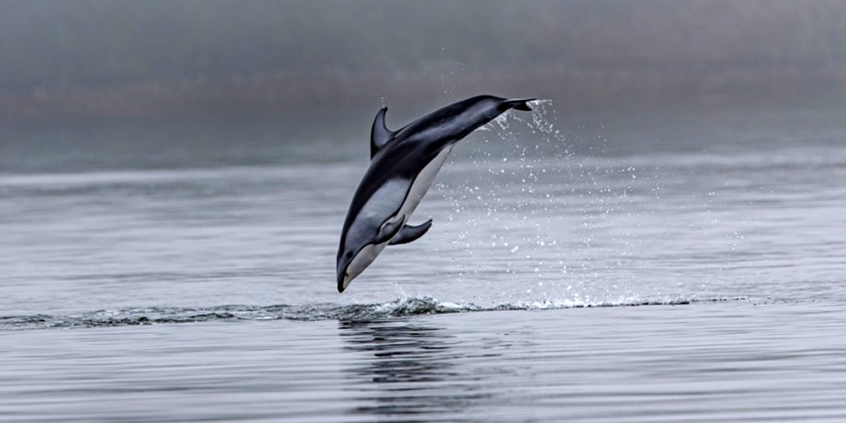 Dolphins Spotted Swimming In Navi Mumbai’s Vashi Creek; Wins Hearts
