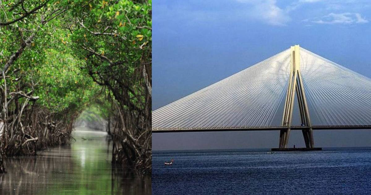 1500 Mangrove Trees To Be Chopped In Mumbai For Construction Of Versova-Bandra Sea Link