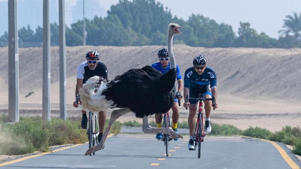 HH Sheikh Hamdan Shares Photo Of Close Encounter With Ostrich On Dubai Cycle Track